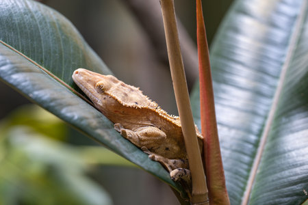Close-up image of Eyelash gecko (Correlophus ciliatus)の写真素材