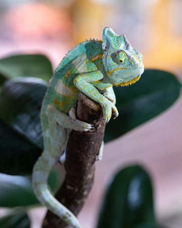 Close-up image of Yemen chameleon (Chamaeleo calyptratus)の写真素材