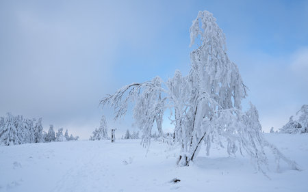 Panoramic landscape image of Kahler Asten during wintertime, Sauerland, Germanyの写真素材