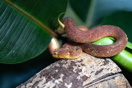 Close up image of Leaf viper (Atheris squamigera)の写真素材