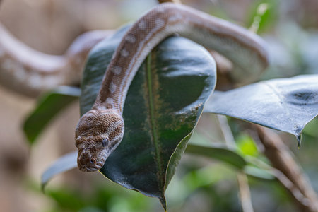 Close-up image of Central Australian Carpet Python (Morelia bredli)の写真素材