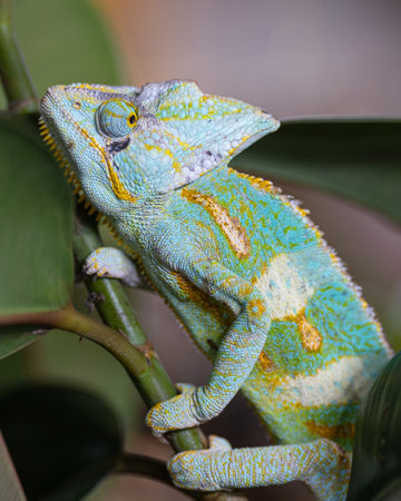 Close-up image of Yemen chameleon (Chamaeleo calyptratus)の写真素材
