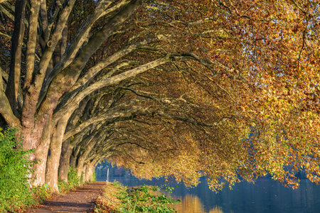 Famous plane trees in autumnal colors on the lakefront of Baldeney lake, Essen, Germanyの写真素材