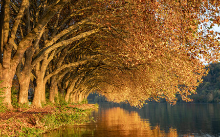 Famous plane trees in autumnal colors on the lakefront of Baldeney lake, Essen, Germanyの写真素材