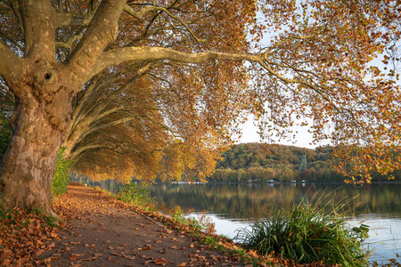 Famous plane trees in autumnal colors on the lakefront of Baldeney lake, Essen, Germanyの写真素材