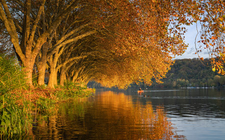 Famous plane trees in autumnal colors on the lakefront of Baldeney lake, Essen, Germanyの写真素材