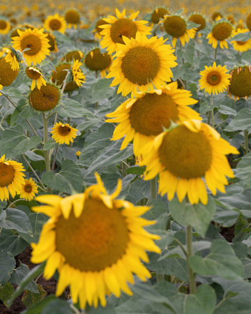 Sunflower (Helianthus annuus), close up of the flower headの写真素材