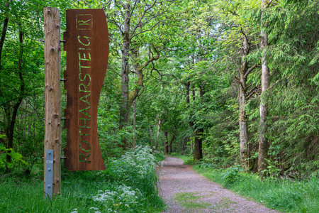 ROTHAARSTEIG, GERMANY - JUNE 8, 2023: Panoramic landscape image, beautiful scenery along the long distance hiking trail Rothaarsteig on June 8, 2023 in Hesse, Germanyのeditorial素材