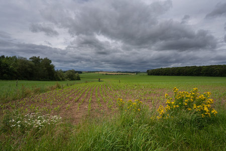 Panoramic image of beautiful landscape close to Pruem, Eifel, Rhineland-Palatinate, Germanyの写真素材