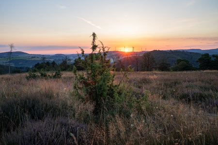 Panoramic image of beautiful heather landscape, Eifel, Rhineland-Palatinate, Germanyの写真素材