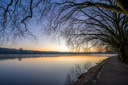 Famous plane trees on the lakefront of Baldeney lake, Essen, Germanyの写真素材