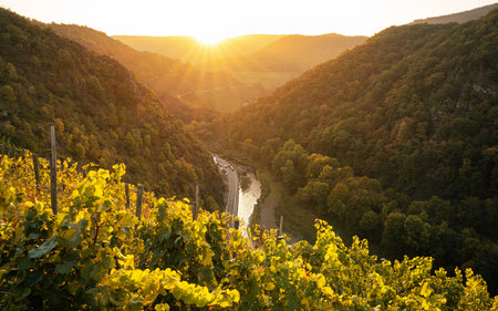 Panoramic image of vinyard during autumn; Altenahr; Ahr; Rhineland palatinates; Germanyの写真素材