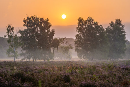Panoramic image of landscape Wahner Heather close to Cologne during sunrise, Bergisches Land, North...