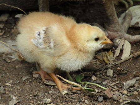 Chicken to your mom's paws