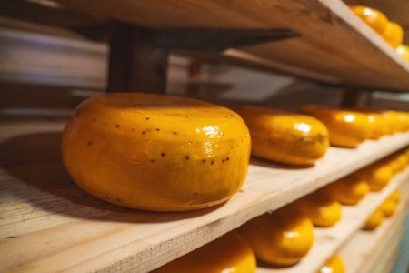 Old Dutch cheese farm. Wooden shelves with hard matured cheese from cow's milk at cheese factory in...