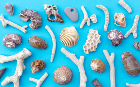 Detail of seashells placed on a blue background. Top view. Beach and summer vacation concept.