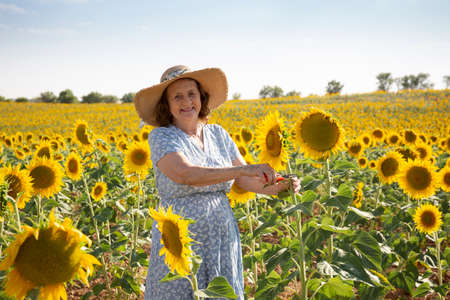 Elderly woman working in sunflower field. Space for text.の写真素材