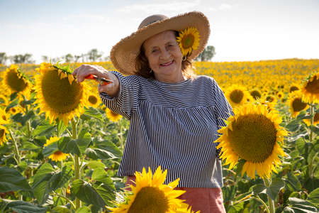 Portrait of a nice old woman with pruning shears in her hand in a field of sunflowers.の写真素材