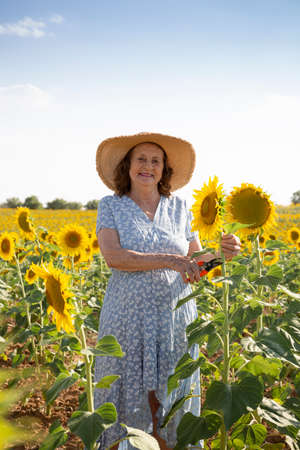 Smiling elderly woman with pruning shears in a sunflower field. Space for text.の写真素材