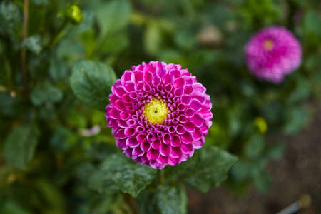 Close-up of dahlia similar to an intense pink golf ball with yellow kernel. Selective focus.