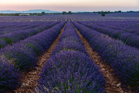 Lavender farmland at sunset with mountains on the horizon. The violet coloration of the flowers and the rows of the crop in perspective stand out.の写真素材