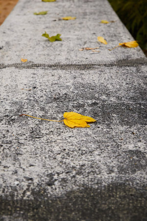 Fallen leaf rests on a stone wall on an autumnal afternoon. Selective focus. vertical photography.の写真素材