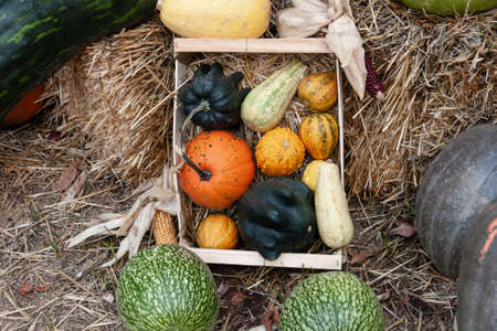 Box with a group of pumpkins of different species and colors. Horizontal photography. Selective focus.の写真素材