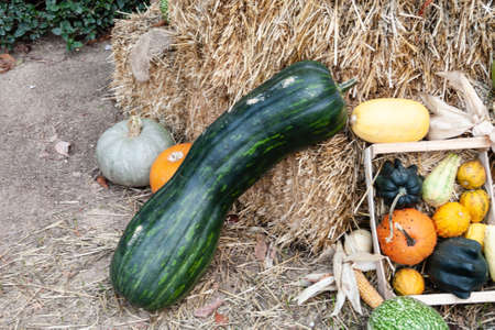 Elongated green squash next to smaller ones.Horizontal photography. Selective focus. Horizontal photographyの写真素材