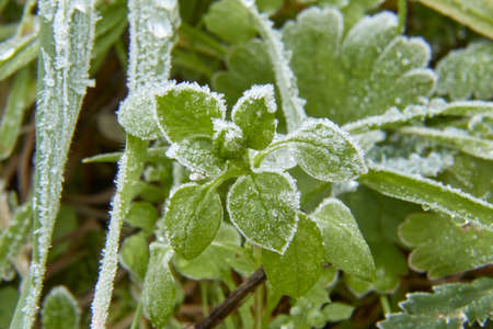 Macro photography of grass with frost. Selective focus. Horizontal photography.の写真素材