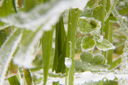 Macro photography of a field of grass with frost. Selective focus. Landscape photography.の写真素材