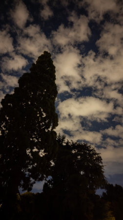 Trees silhouetted against an evening sky mottled with fluffy clouds. Upright image.の写真素材