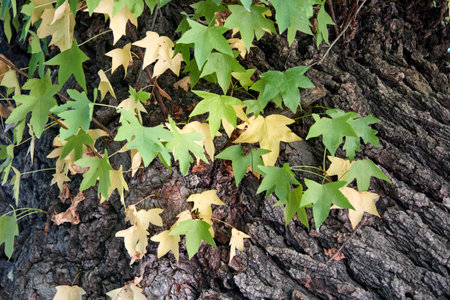 Sweetgum leaves on a tree trunk. Select focus.