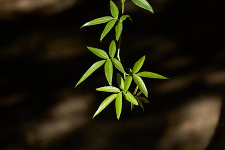 Tree branch with small bright green lanceolate leaves illuminated by the sun stands out against a...