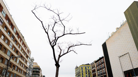Leafless tree branches contrasted against a gray sky between buildings. Panoramic format.の写真素材