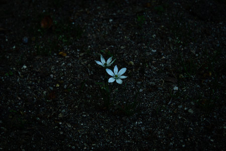 Pair of small white flowers on the ground illuminated at night