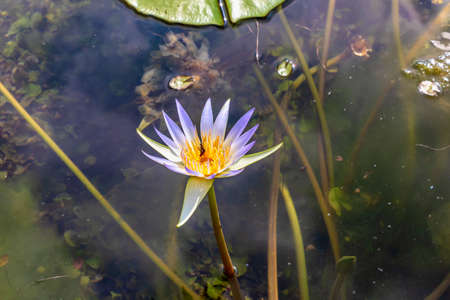 Water lily wit honey bee in egyptの写真素材