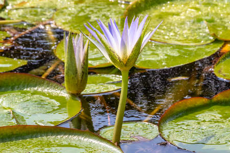 Water lily in egyptの写真素材