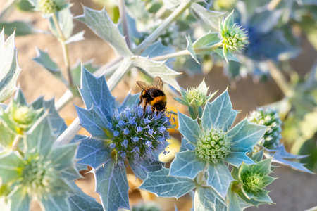 bumblebee pollinates an eryngium maritimum, the sea holly or seaside eryngo. The plant has a very strong and deep root system that allows it to live in the dunes of sandの写真素材