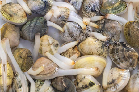 Live Sea clams in the exhibitor of a restaurant to be selected for the customer for eat