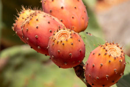 Prickly pear cactus close up with fruits in red color. Opuntia, commonly called prickly pear, is a genus in the cactus family, Cactaceae. Prickly pears are also known as tuna (fruit), sabra, nopalの写真素材