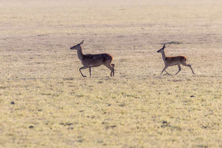 Female deer is leading her newborn fawn through El Rocio marsh. Marismas del Rocio Natural Park in Donana National Park at sunsetの写真素材
