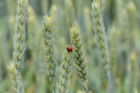Juicy fresh ears of young green wheat and ladybug on nature in spring summer field close-up of macroの写真素材