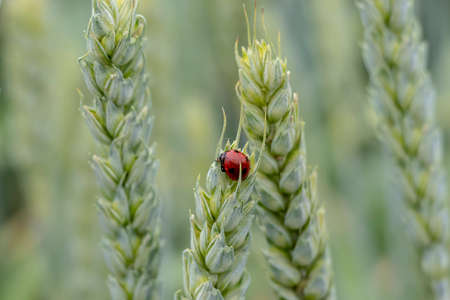 Juicy fresh ears of young green wheat and ladybug on nature in spring summer field close-up of macroの写真素材