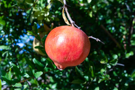 Ripe pomegranate fruit on tree branch