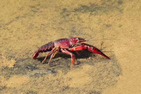 Red swamp crayfish (Procambarus clarkii) in its habitat. This is an invasive specie in Spain and is...