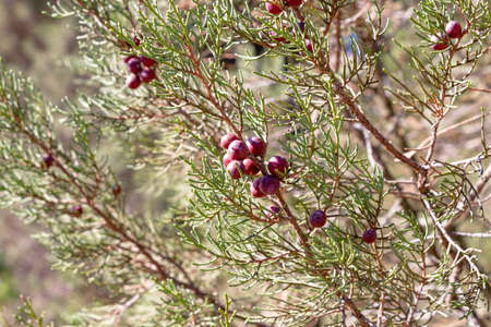 Juniperus phoenicea L, black juniper or smooth juniper. Commonly known as Phoenician juniper, is a shrub or small evergreen tree, with scaled leaves and berry-like fleshy fruits red to brown in colorの写真素材