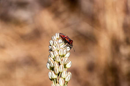 A firebug (Pyrrhocoris apterus) on a Verbascum giganteum or thapsus (great mullein, common mullein)