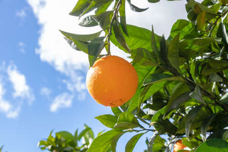 Orange in the branch of an orange treeの写真素材