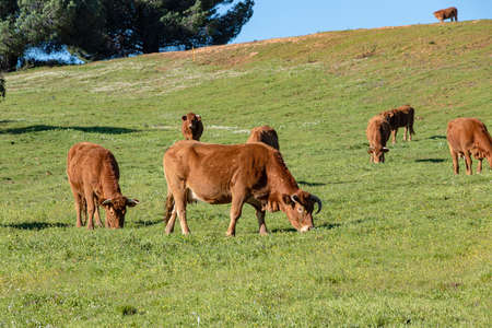 Brown Cows grazing on green pasture in Huelva, Andalusia, Spainの写真素材