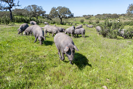 Herd of Iberian pigs in the pasture of Huelva, Andalusia, Spain. Focus is in the nearest pig with shallow deep of fieldの写真素材